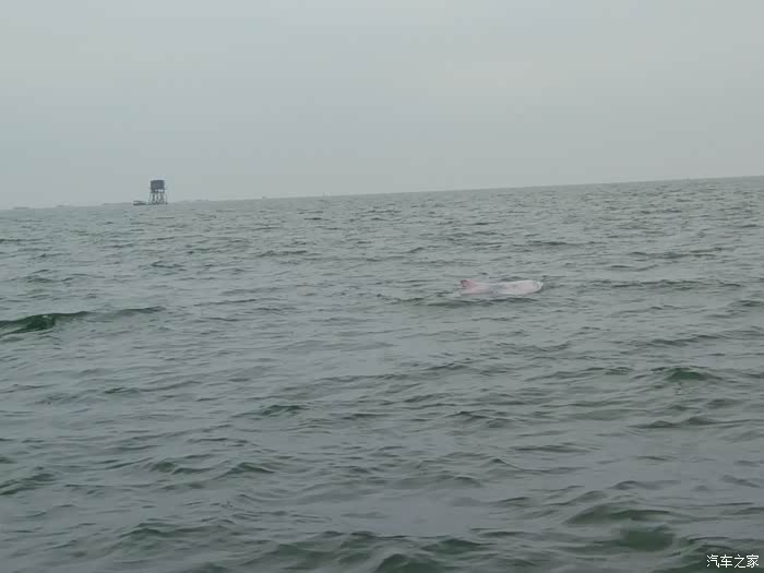 海南海豚球队成员忐忑备战决赛，情绪紧张的简单介绍