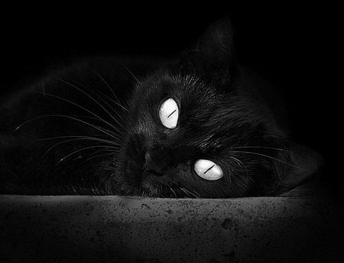 实力见证，马克西关键爆发引领森林狼淘汰老鹰